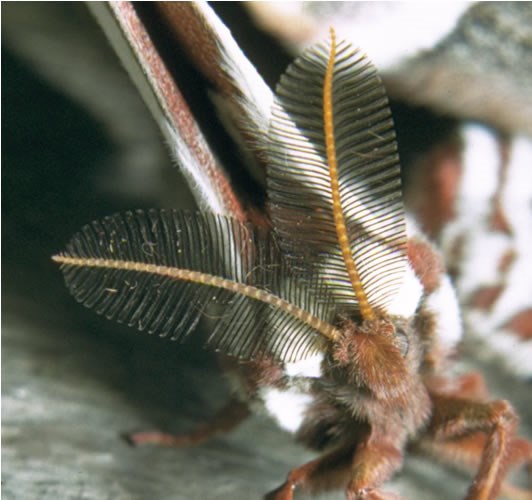 a photo of a cecropia moth