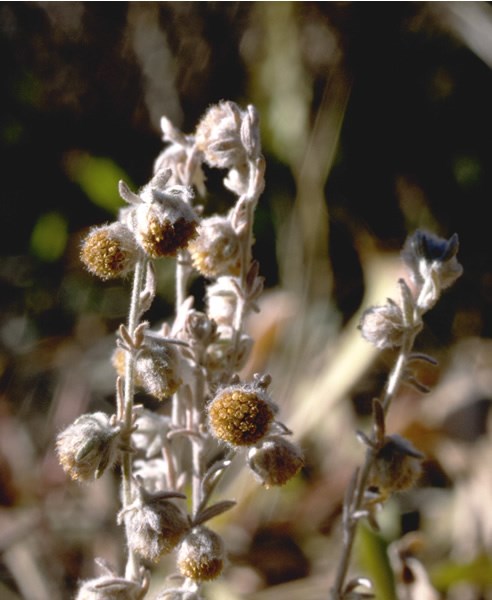 a photo of fringed sage
