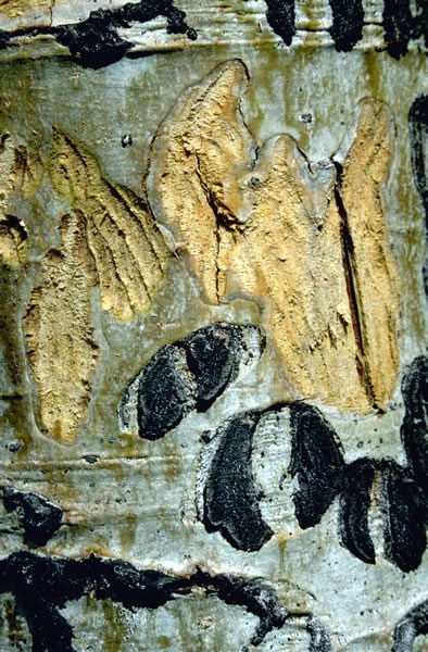a photo of aspen bark chewed by elk