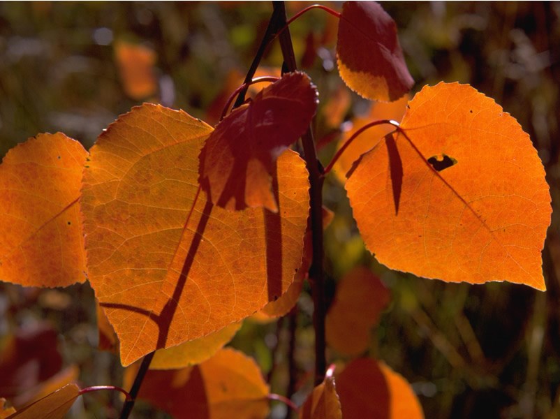 a photo of orange aspen leaves