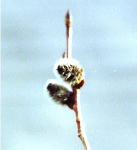 a photo of an aspen flower