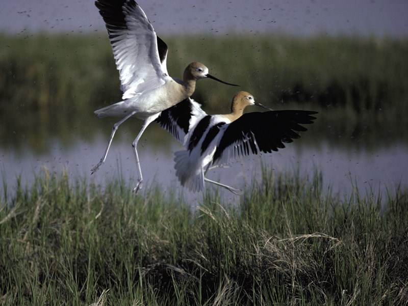 a photo of avocet