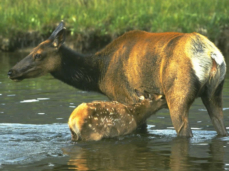 a photo of cow elk with calf