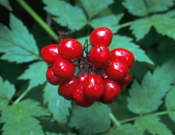 a photo of  baneberry