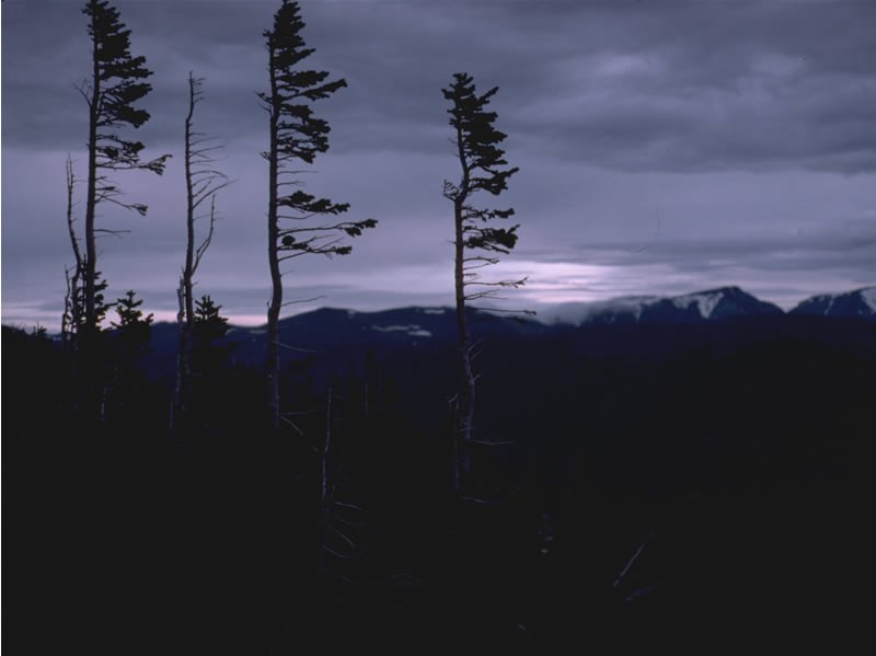 a photo of banner trees