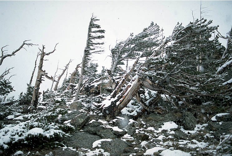a photo of banner trees