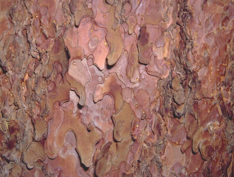 a photo of ponderosa pine bark