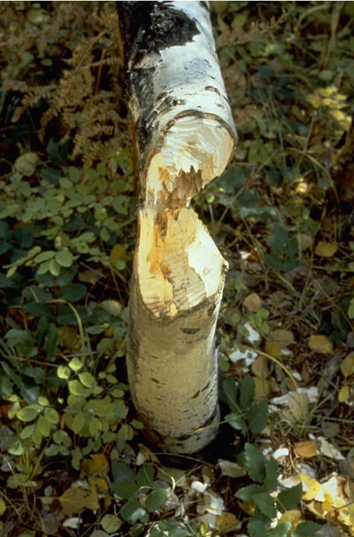 a photo of beaver-cut aspen