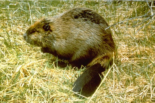 a photo of a beaver