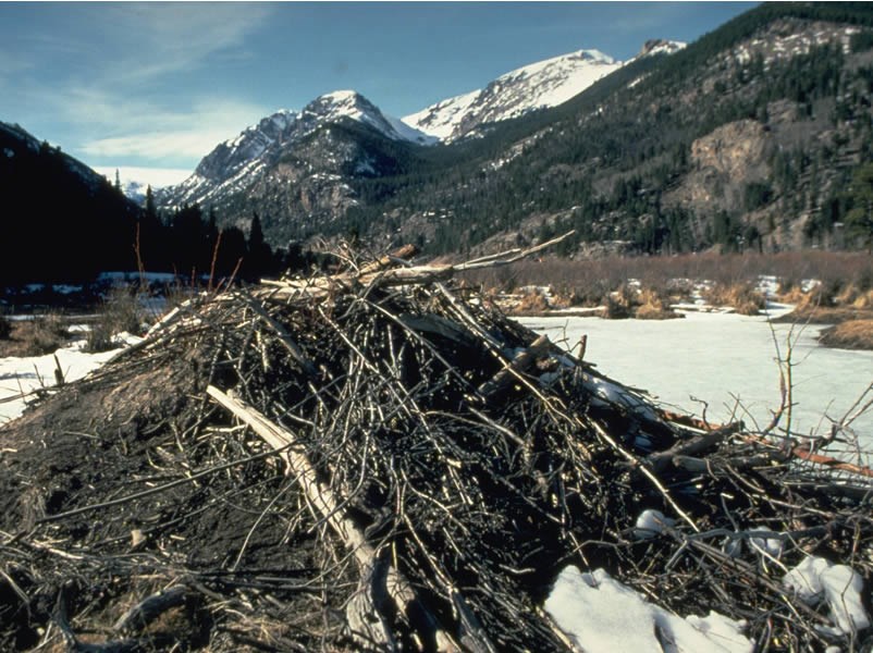 a beaver lodge