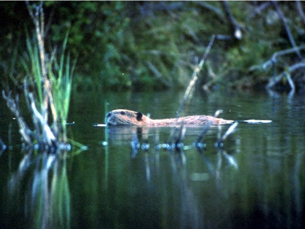 a photo of a beaver swimming