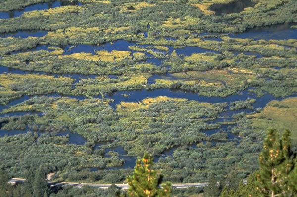 a photo of beaver wetland