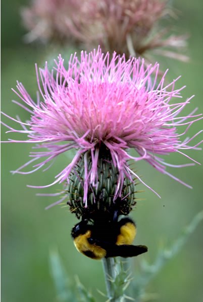 a photo of a bumblebee