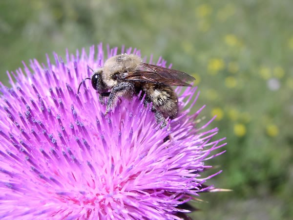 a photo of a bee cross-pollinating