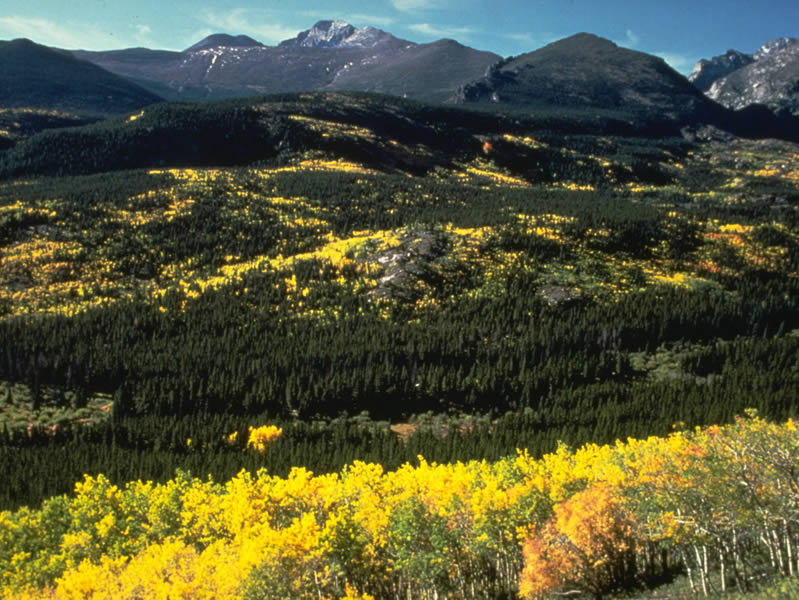 a photo of aspens on Bierstadt Moraine