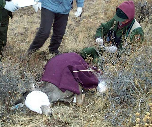 a photo of an anesthetized deer