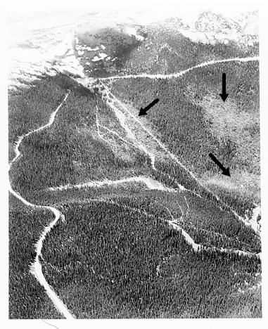 a photo of a blow-down area
