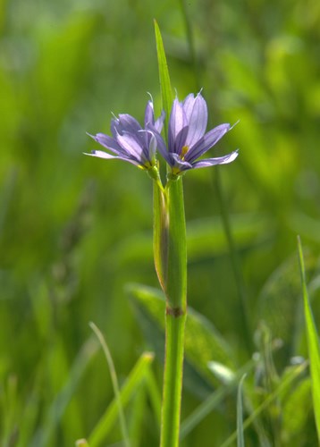 a photo of mountain blue-eyed grass