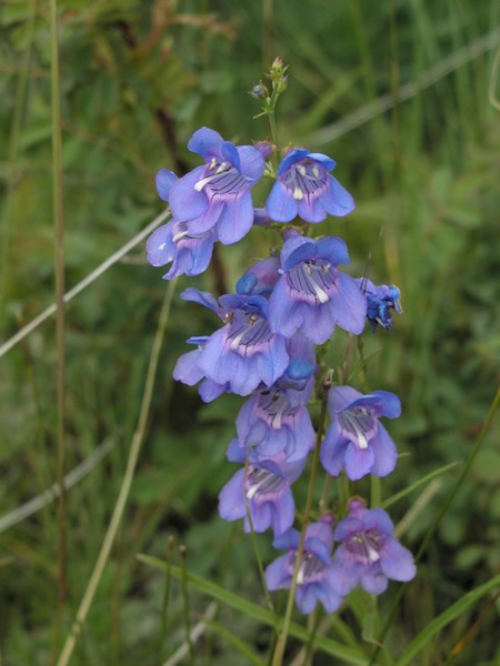 a photo of blue sidebell penstemon