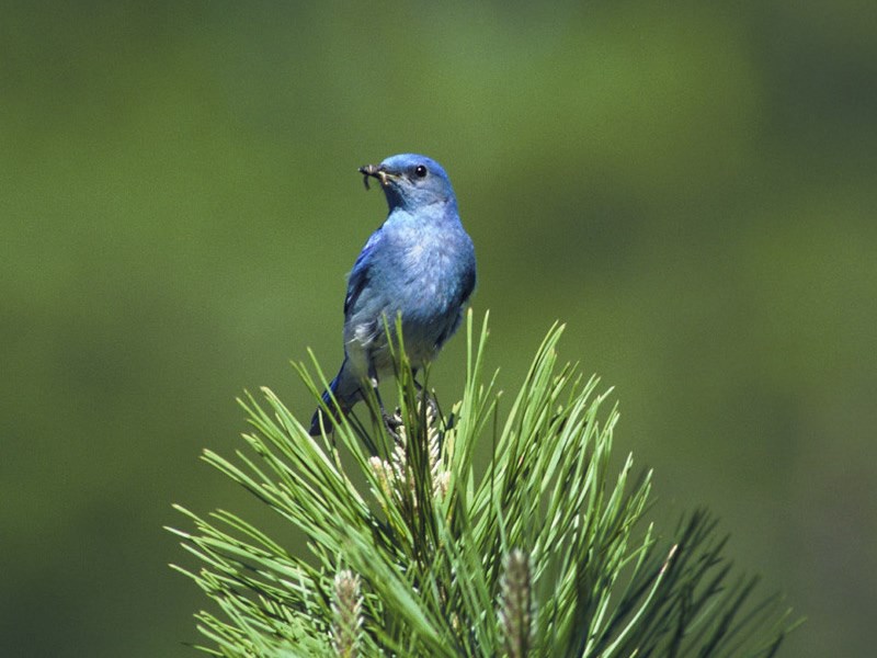 a photo of a mountain bluebird