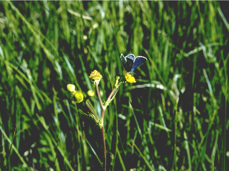 a photo of a blue butterfly