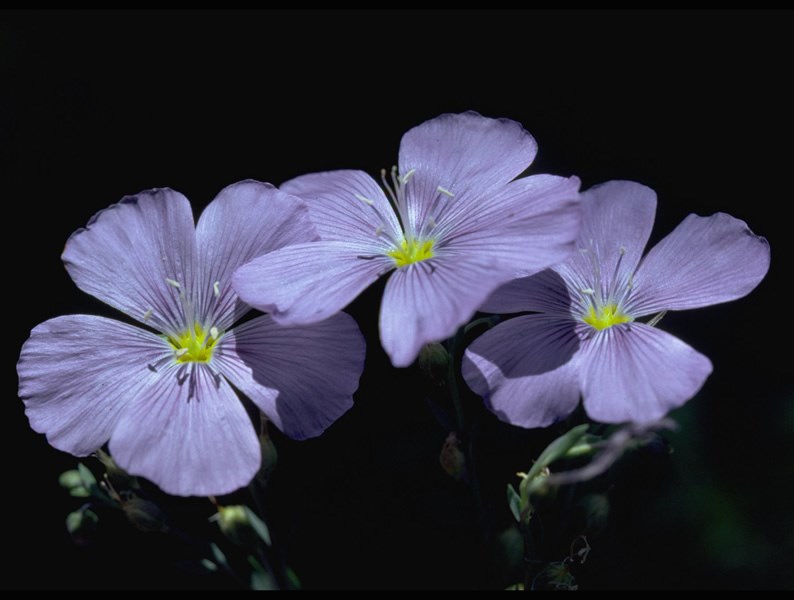 a photo of blue flax