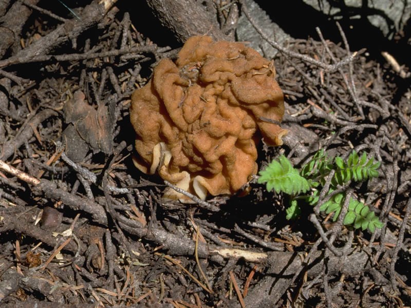 a photo of brain fungi