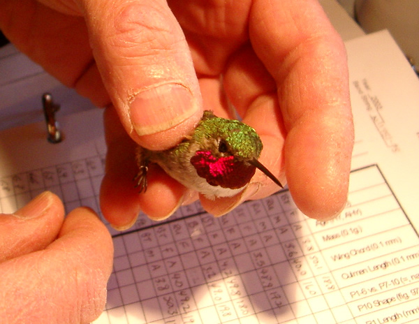 a photo of a broad-tailed hummingbird