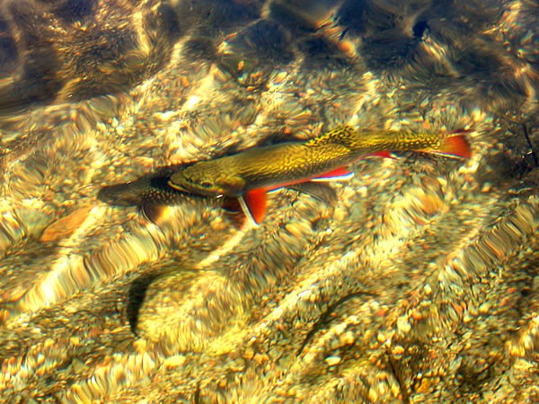 a photo of brook trout