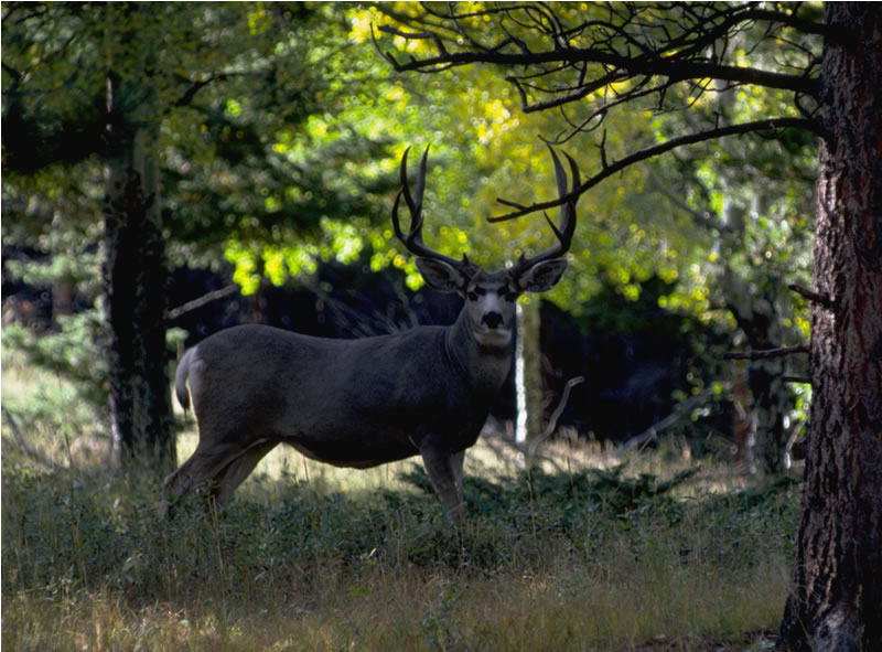 a photo of a buck mule deer