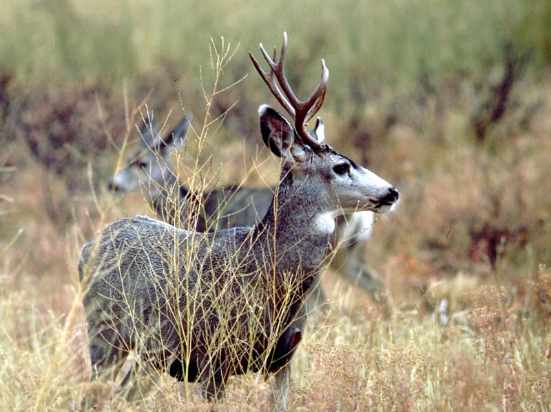 a photo of a mule deer buck