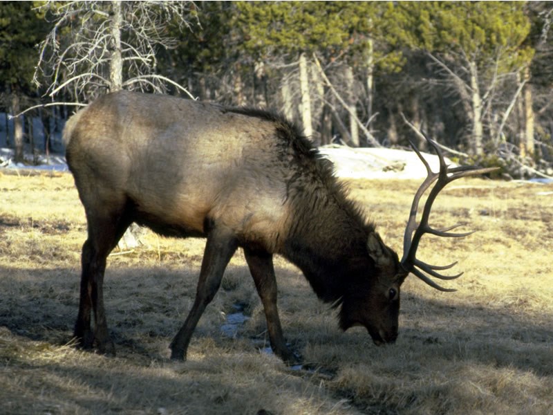 a photo of an elk in winter coat
