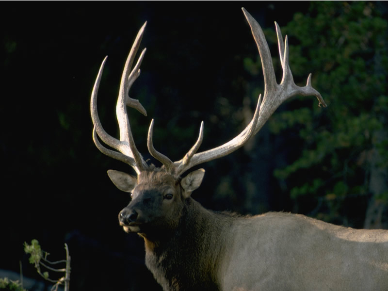 a photo of a bull elk