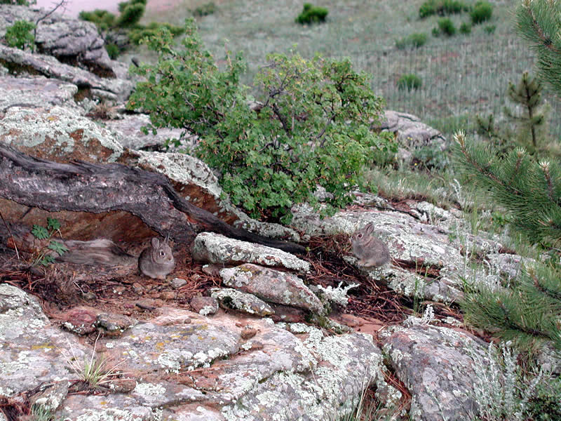 a photo of baby rabbits