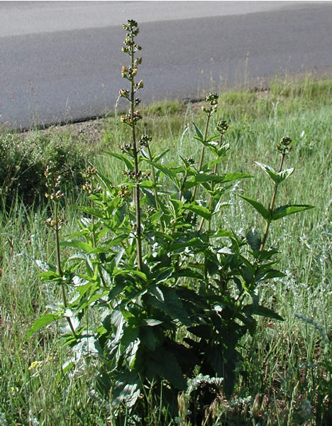 a photo of a bunny-in-the-grass plant