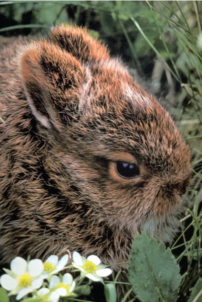 a photo of a baby bunny