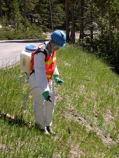 a photo of natural compounds being used to control noxious weeds
