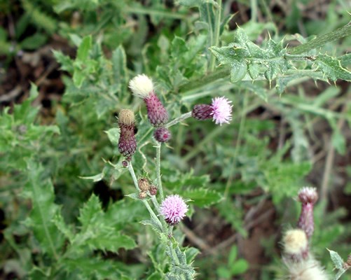 a photo of Canada thistle