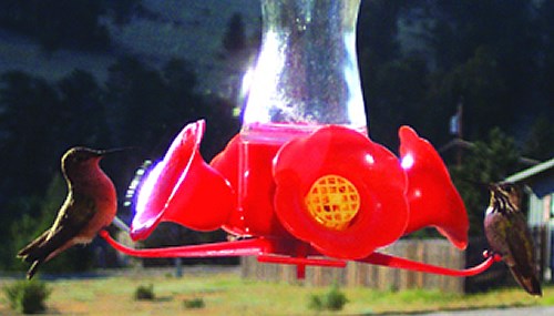 a photo of a calliope hummingbird
