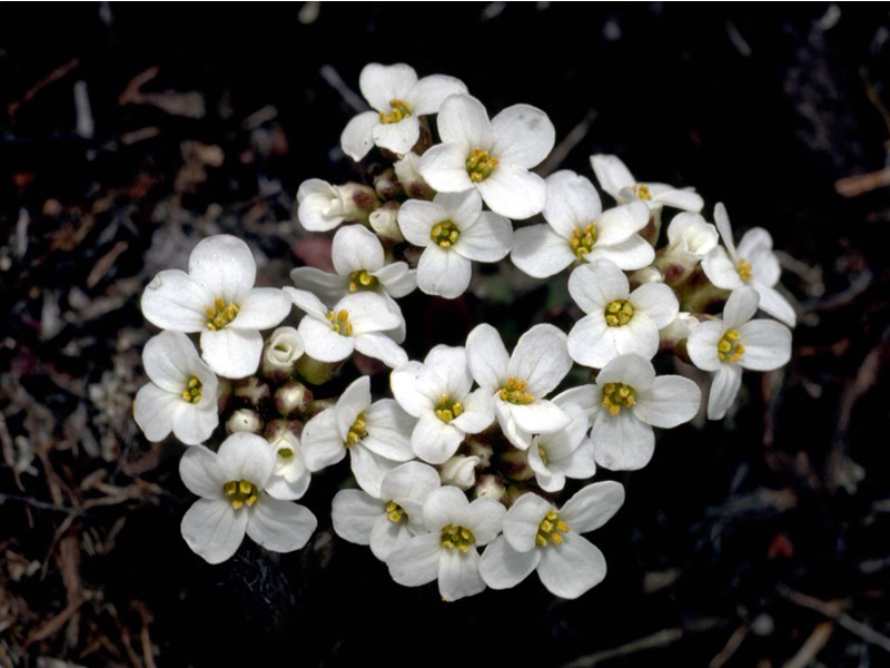 a photo of mountain candytufts