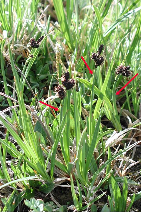 a photo of carex sedge