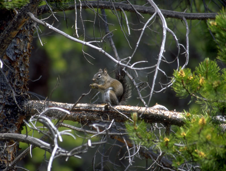 a photo of a chickaree in a pine tree