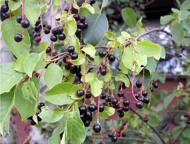 a photo of chokecherries