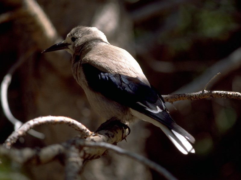 a photo of a Clark's nutcracker