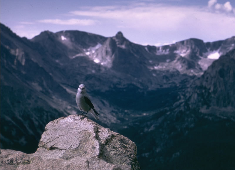 a photo of a Clark's nutcracker