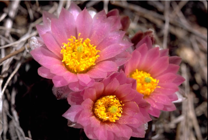 a photo of mountain ball cactus