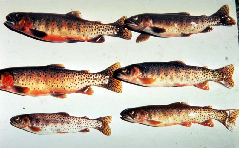a photo of Colorado cutthroat trout