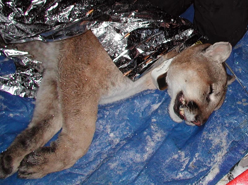 a photo of anesthetized mountain lion showing collar