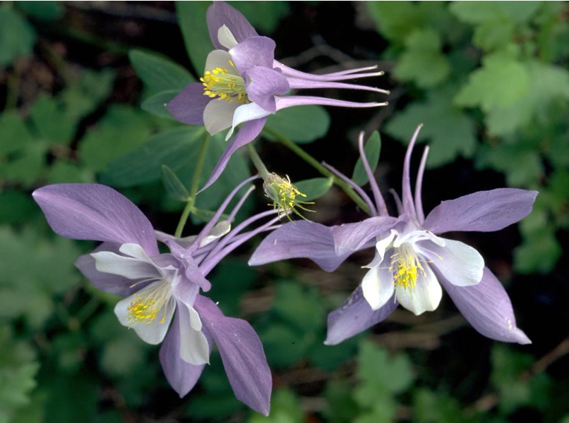 a photo of columbines