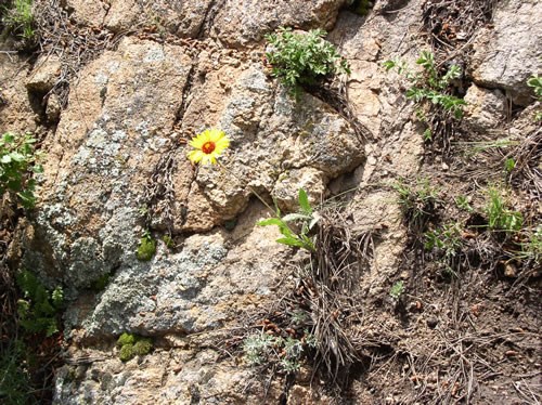a photo of blanket flower growing in rocks